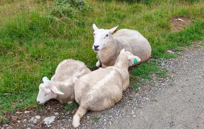 three sheep laying in the grass next to a road at 3 Bedroom Beautiful Home In Tynset in Tynset