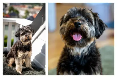 two pictures of a dog sitting next to a table at Privat rom i koselig Bergenshus in Bergen