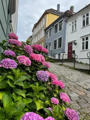 a bush of pink flowers on a cobblestone street at Bergen city centre, fantastic, new apartment in Bergen