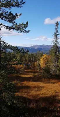 a view of a field with trees in the background at Cabin in Kongsberg, Jondalen in Kongsberg