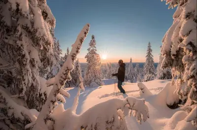 a person on skis in the snow between trees at The Blue Cabin in Trysil