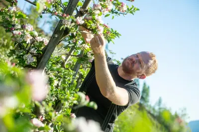 a man is picking flowers from a tree at Trolltunga Stay in Odda