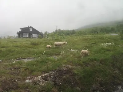 a group of sheep grazing in a field with a house at Modern cottage in the heart of the Sunnmøre Alps in Sykkylven
