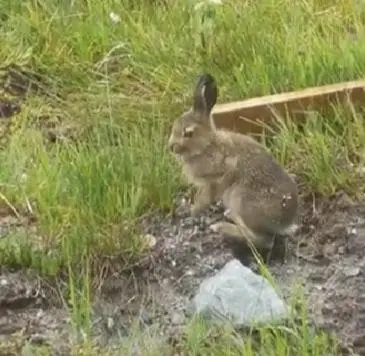 a rabbit standing in the grass next to a rock at Modern cottage in the heart of the Sunnmøre Alps in Sykkylven