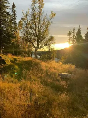 a tree in a field with the sunset in the background at Modern Mountain Cabin With Views Over Slokovannet in Nore