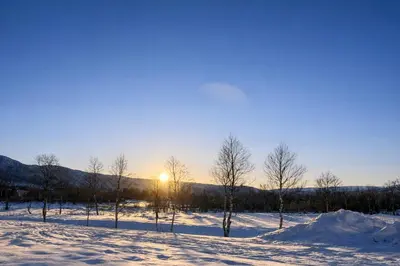 a group of trees in a snowy field with the sunset at Geilotunet Apartment - close to everything, free parking in garage, EV in Geilo