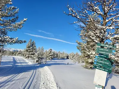 a street sign in the snow next to trees at Kvamsfjellet - Rondane in Nord-Fron