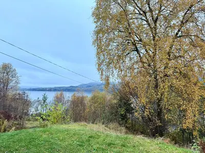 a tree on a hill next to a body of water at Fjordview retreat in Hamre