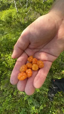 a hand holding a bunch of small balls at Nice cottage in quiet surroundings, surrounded by beautiful nature, near Gullingen in Gullingen