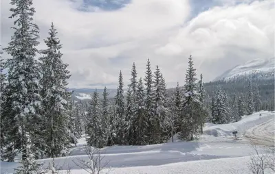 a group of trees in the snow with mountains at Cozy Home In Rendalen With Sauna in Akrestrommen