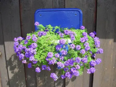 a blue pot of purple flowers on a fence at Rauland Hytteutleige in Rauland