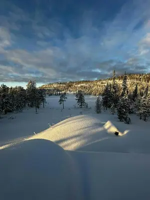 a snow covered field with trees and bushes at Cabin By Trillemarka Nature Reserve in Eiddal
