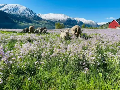 a herd of sheep grazing in a field of flowers at JOlster apartaments - lake view in Årdal