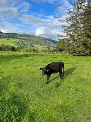 a black cow standing in a field of grass at Det vesle huset på Lysåker in Nord-Fron