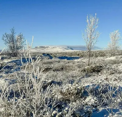 a field covered in snow with trees and bushes at Newly Built Log Cabin Near Hardangervidda in Geilo