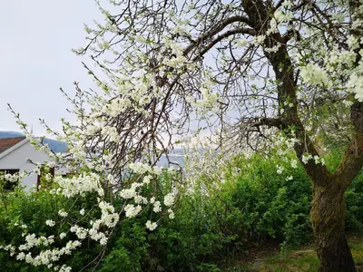 a tree with white flowers on it in a yard at Cozy house in historical area in Bergen