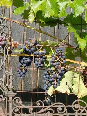 a bunch of grapes hanging on a vine at Lovely tiny house with a dream view !