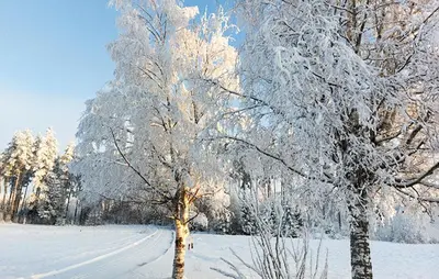 two trees covered in snow in a field at Amazing Apartment In Braskereidfoss With Wifi in Braskereidfoss
