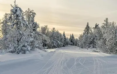 a snow covered road with snow covered trees on the side at Amazing Apartment In Øyer With Wifi in Øyer