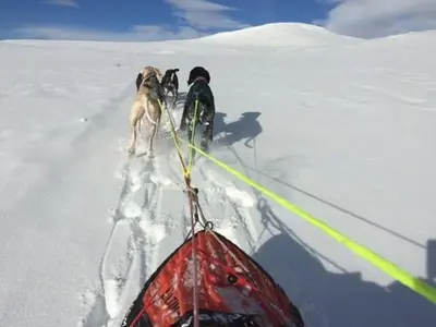 a person on skis with a dog in the snow at Historic Timber Cabin With Views Of Rondane in Furuhovde