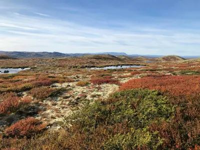 a view of a field with trees and water at Mountain Cabin With Magical Views At Dagalifjell in Uvdal