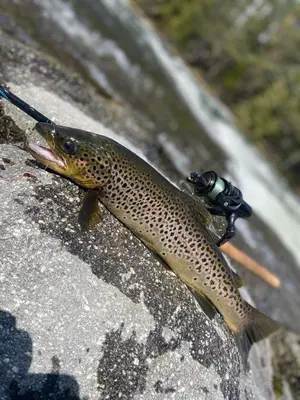 a fish sitting on top of a rock at Opplev Den Unike Stemningen På Golsfjellet in Gol