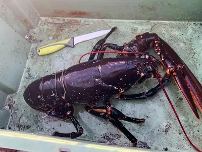 a lobster sitting on a table next to a knife at 5 person holiday home in Flatanger in Vik