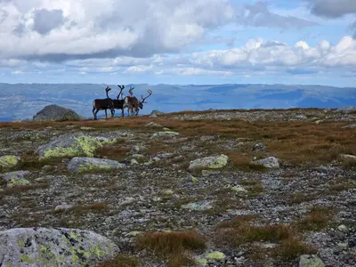 three animals standing on a grassy field with rocks at Cozy Cabin Retreat in Fl, Norway - Perfect for Families and Nature Lovers in Flå