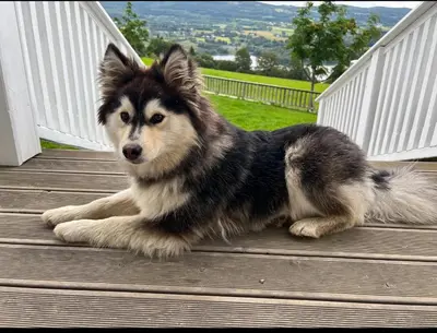 a husky dog sitting on the steps of a porch at Leilighet I låve in Gran