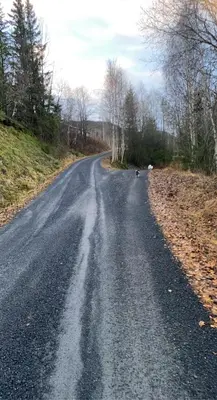 an empty road with a bird on the side of it at Lite hus i Vestre Slidre in Slidre