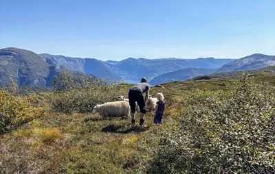 a man and a child standing on a hill with sheep at 3 Bedroom Beautiful Apartment In Voss in Vossevangen