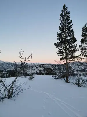 a snow covered field with a tree in the distance at Botn Fjellstue in Botn