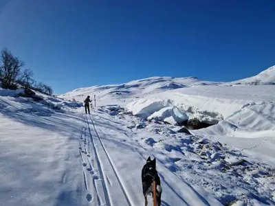 a person and a dog on skis in the snow at Botn Fjellstue in Botn