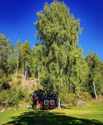 a small house in a field under a tree at Cozy Off-Grid Cabin - No Power, No Running Water