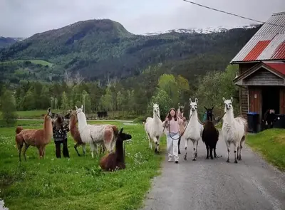 a woman walking down a road with a herd of animals at Llama Lodge 8 beds 4 Bedrooms in Kleivane