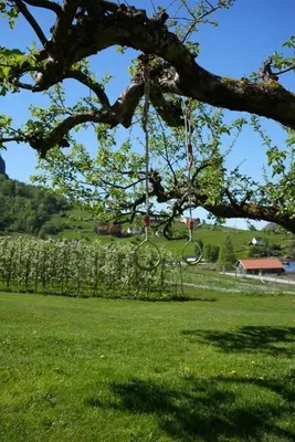 a swing hanging from a tree in a field at Private house on cider farm - fjord, beach & jetty in Sogndal