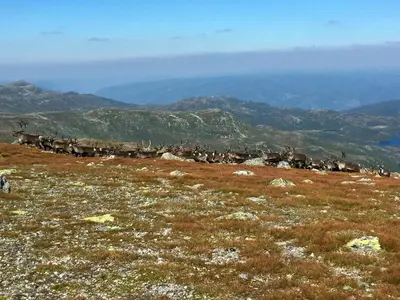 a herd of animals on top of a field at Cabin By Main Ski Trail At Norefjell in Eggedal