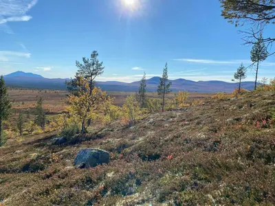 a grassy hill with trees and the sun in the sky at Mountain Cabin By Femunden Facing Sølen in Nymoen