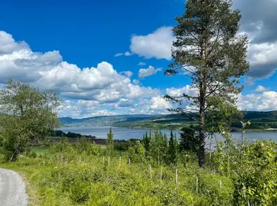 a tree on the side of a road next to a lake at Antique House With Lake View Near Lillehammer in Fryjordet