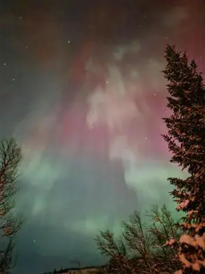 a starry sky with a tree in the foreground at 6 Bed traditional mountain cabin in Geilo - close to skiing and hiking in Hol