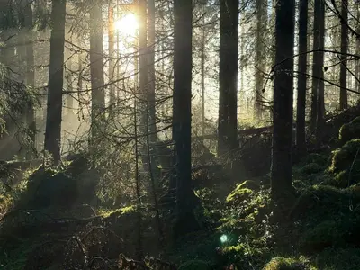 a forest with the sun shining through the trees at Architect-Designed Cabin By Lake With Sauna