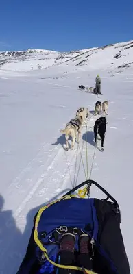 a group of dogs walking in the snow with a bag at Cabin At The Gateway To Jotunheimen in Tessand