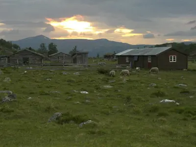 a group of sheep grazing in a field with a barn at Sits in the middle of Reinheimen and Dovrefjell Rondane in Dombås