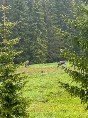 two animals grazing in a grassy field with trees at Log Cabin With 360-Degree Views Near Trysil in Trysil