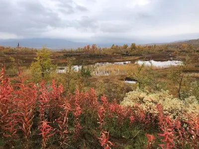 a field with red plants and trees and water at Leilighet på Hovden in Bykle