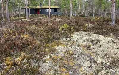 a house in the middle of a forest at Nice Home In Rendalen With House A Panoramic View in Rendalen