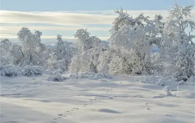 a snow covered forest with footprints in the snow at Holiday Home Hol With A Fireplace 02 in Hovet