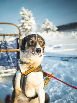 a dog on a leash in the snow at Sjodalen Hyttetun og Camping in Stuttgongfossen