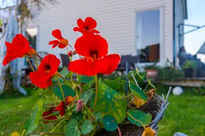 a pot of red flowers in a yard at Strandheimen Guesthouse in Melhus