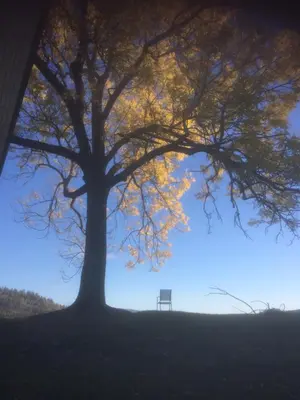 a bench sitting under a tree in a field at Tjonnas Farm Stay in Sauland